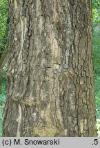 Platanus orientalis Kashmir