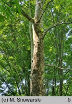Platanus orientalis Kashmir