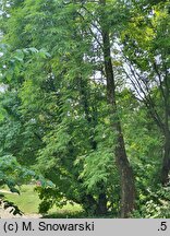Platanus orientalis Kashmir