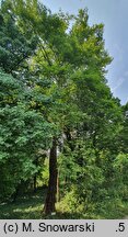 Platanus orientalis Kashmir
