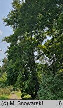 Platanus orientalis Kashmir
