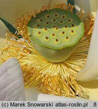 Nelumbo nucifera (lotos orzechodajny)
