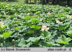 Nelumbo nucifera (lotos orzechodajny)