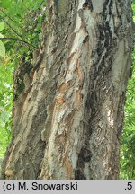 Celtis occidentalis (wiązowiec zachodni)