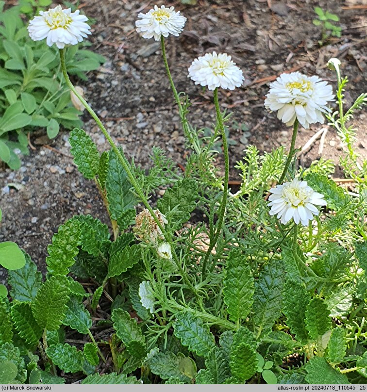 Anthemis nobilis Flore Pleno