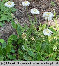 Anthemis nobilis Flore Pleno