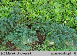Podocarpus alpinus Blue Gem
