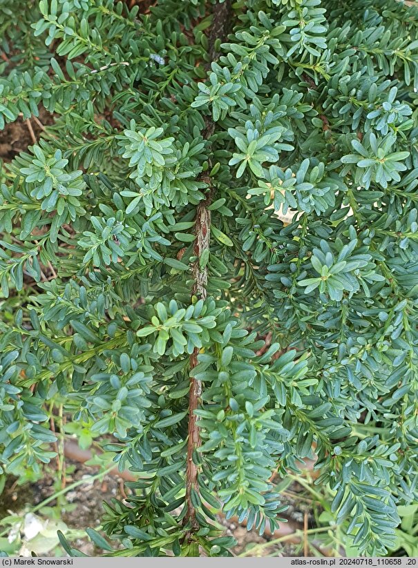Podocarpus alpinus Blue Gem