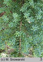 Podocarpus alpinus Blue Gem