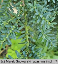 Podocarpus alpinus Blue Gem