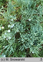 Juniperus horizontalis Wiltonii