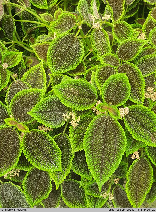 Pilea mollis
