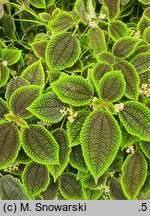 Pilea mollis