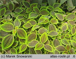Pilea mollis