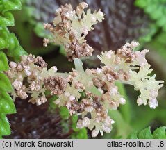Pilea mollis