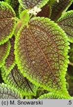 Pilea mollis