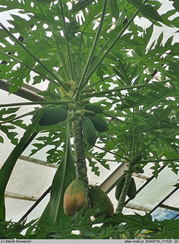 Carica papaya (melonowiec właściwy)
