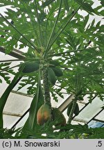 Carica papaya (melonowiec właściwy)