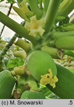 Carica papaya (melonowiec właściwy)