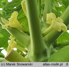 Carica papaya (melonowiec właściwy)
