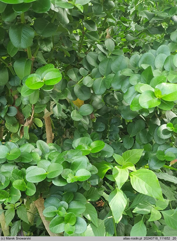 Carissa macrocarpa