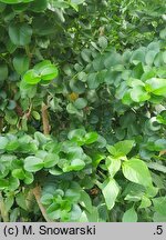 Carissa macrocarpa
