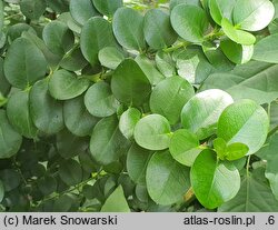 Carissa macrocarpa