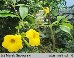 Allamanda cathartica