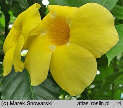Allamanda cathartica
