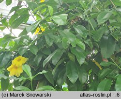 Allamanda cathartica