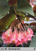 Begonia Corallina de Lucerna