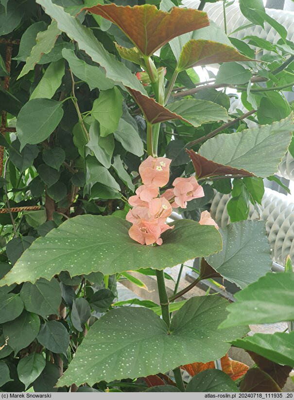 Begonia Corallina de Lucerna