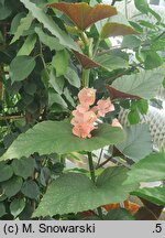 Begonia Corallina de Lucerna