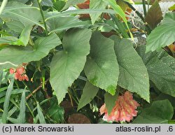 Begonia Corallina de Lucerna