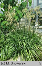 Anigozanthos flavidus