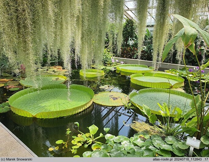 Victoria amazonica (wiktoria królewska)