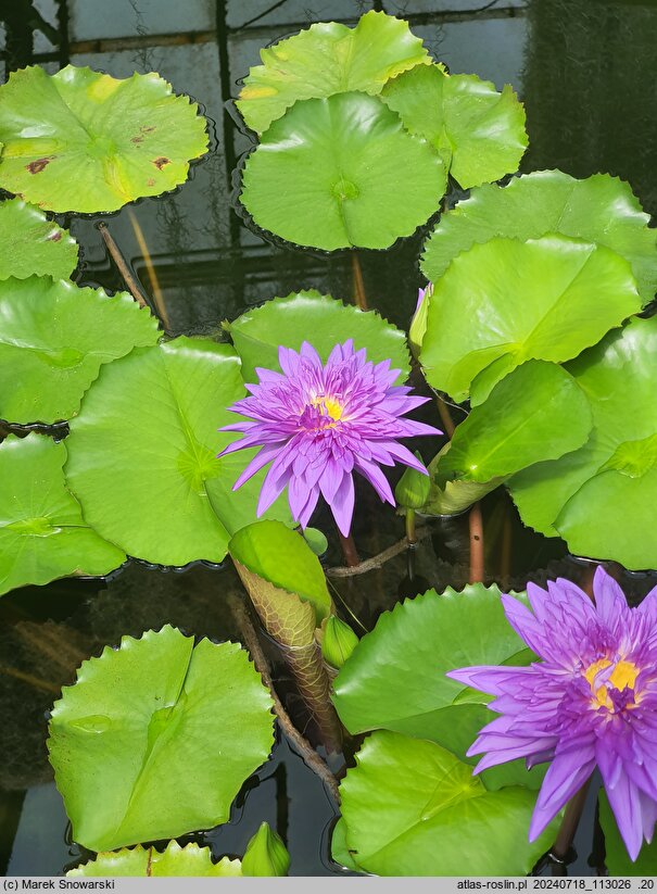 Nymphaea hort. King of Siam