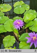 Nymphaea hort. King of Siam