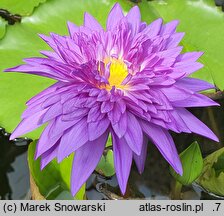 Nymphaea hort. King of Siam