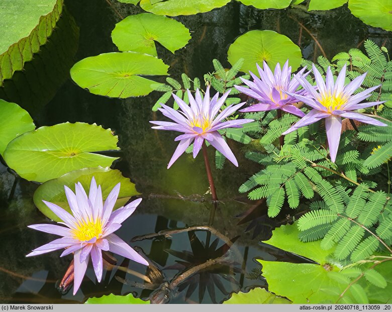Nymphaea micrantha