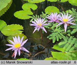 Nymphaea micrantha