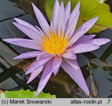 Nymphaea micrantha