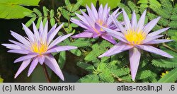Nymphaea micrantha