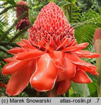 Etlingera elatior (etlingera wyniosła)