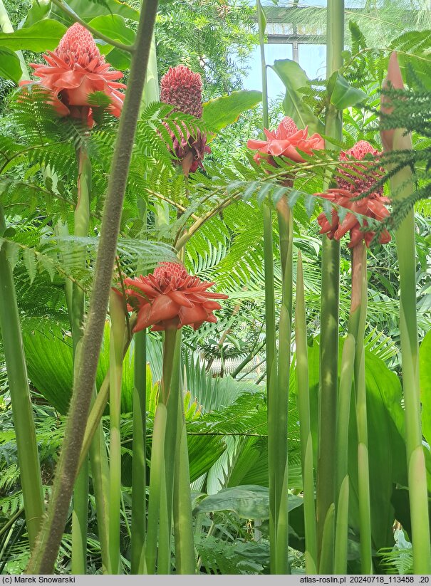 Etlingera elatior (etlingera wyniosła)