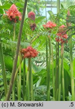 Etlingera elatior (etlingera wyniosła)
