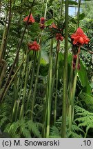 Etlingera elatior (etlingera wyniosła)