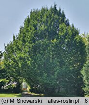 Carpinus betulus Fastigiata