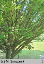 Carpinus betulus Fastigiata