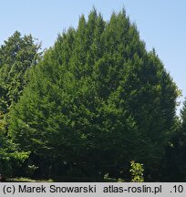 Carpinus betulus Fastigiata